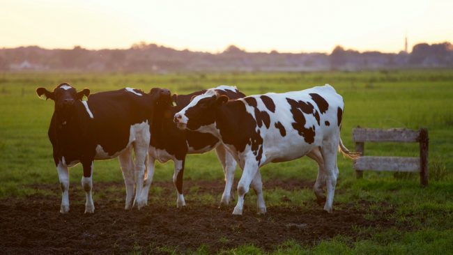 Cows in the field