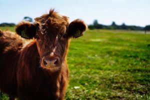 Bull Calf Heifer